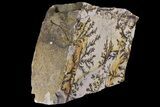 Dendrites On Limestone - Utah #176054-3